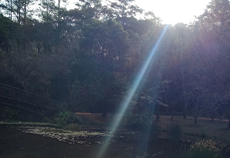 鏡面般的湖水被白天的陽光照耀，周圍被樹林所包圍